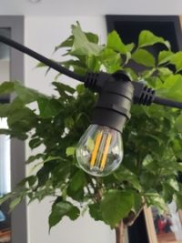 Forum Outdoor Festoon String Light Hardy 20 Light